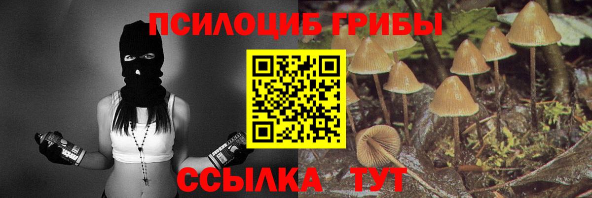 Псилоцибиновые грибы Psilocybine cubensis Тимашёвск